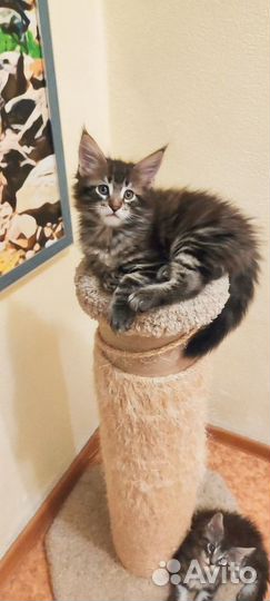 Котята мейн-кун