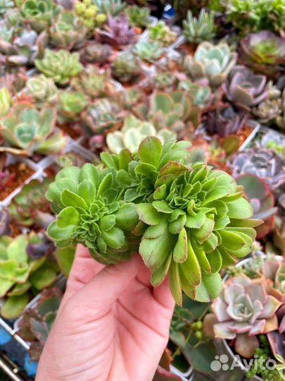 Эониум, aeonium, суккуленты, растения. 15 сортов