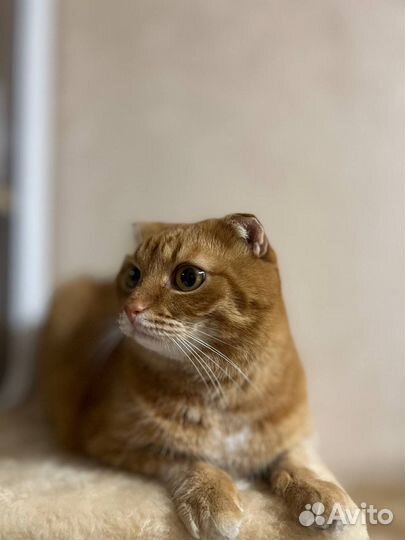 Котик в добрые руки