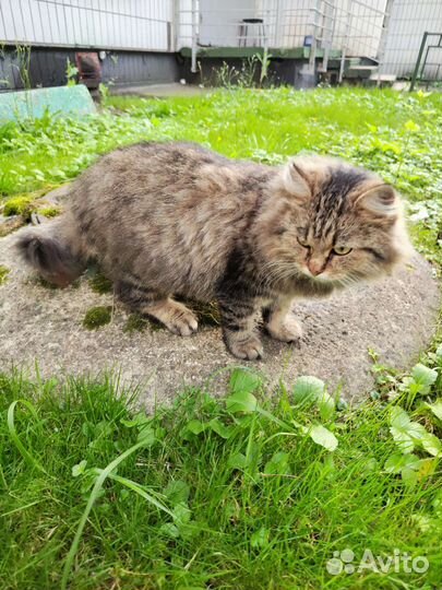 Кошка в дар