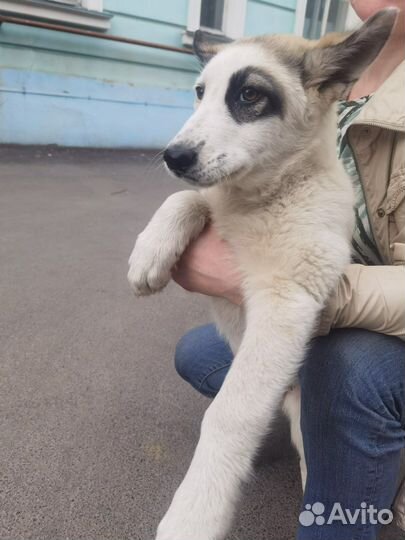 Щенок, 3 мес, метис лайки.доставка