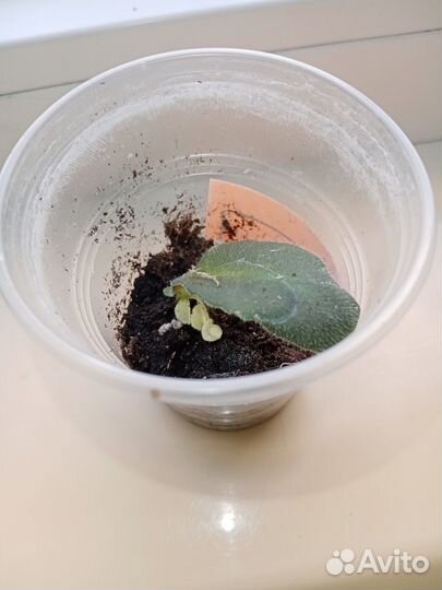 Фиалка трейлер ле-Эрика