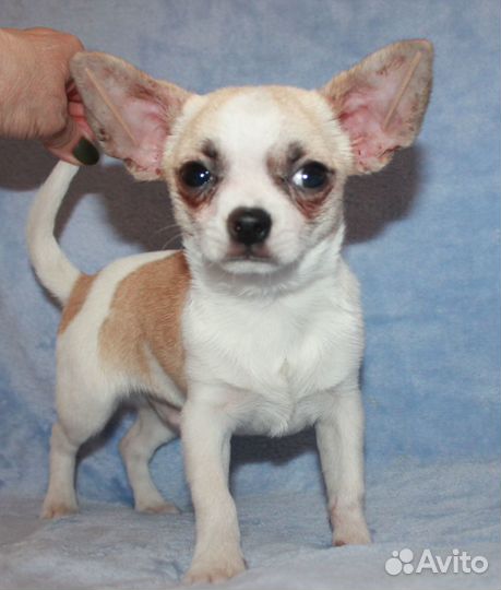 Мальчик бело кремовый