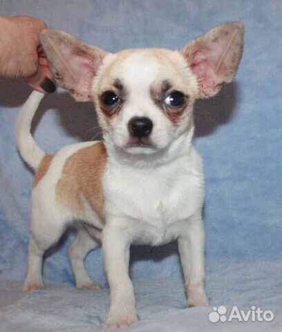 Мальчик бело кремовый