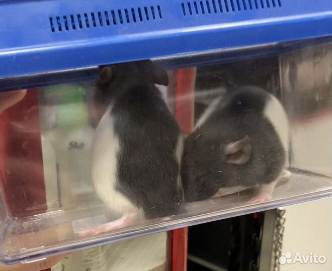 Крыса дамбо