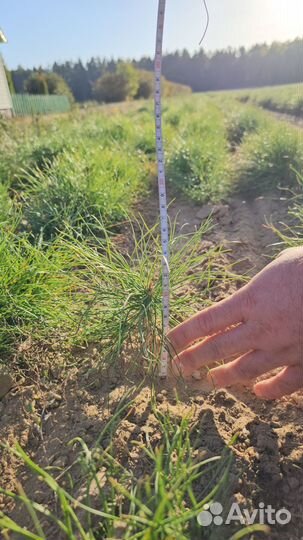 Сеянцы сосны обыкновенной окс