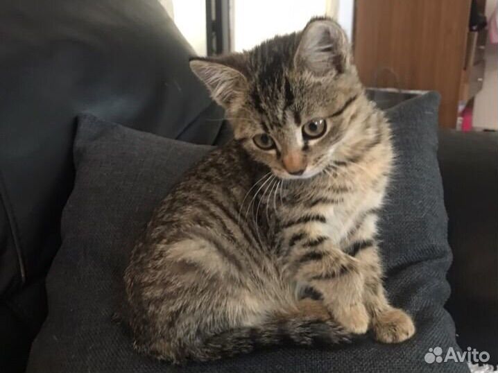 Отдам котенка в добрые руки