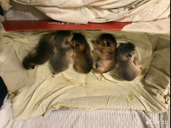 Вязка с абиссинским котом