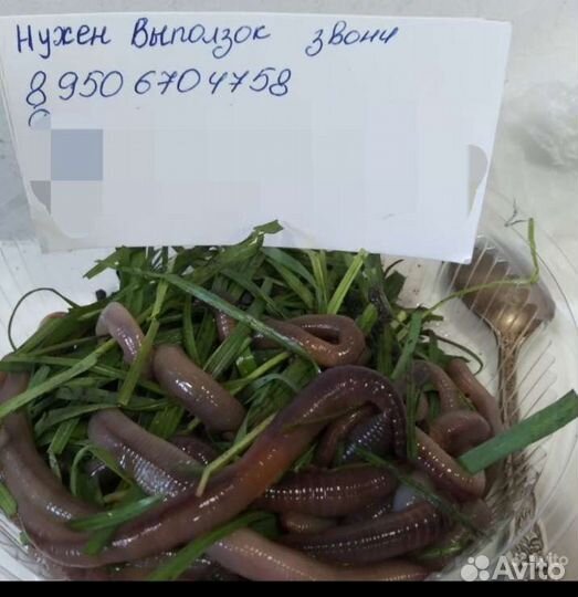 Черви для рыбалки