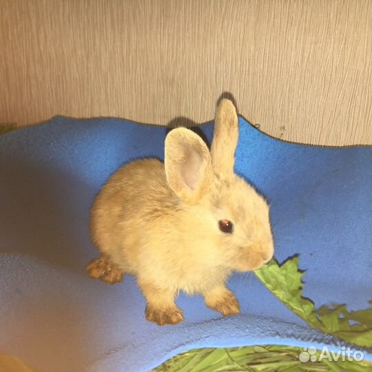 Карликовые крольчата