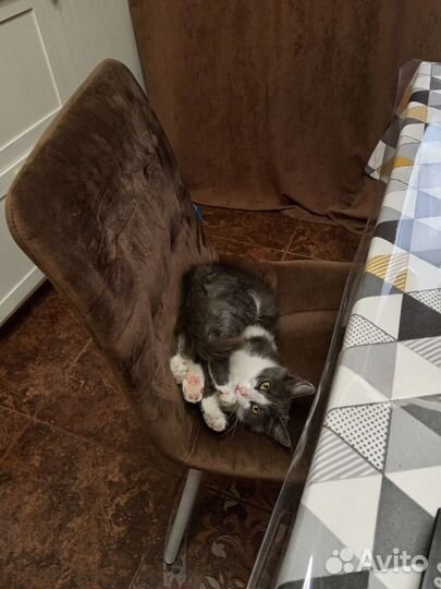 Котик в добрые руки