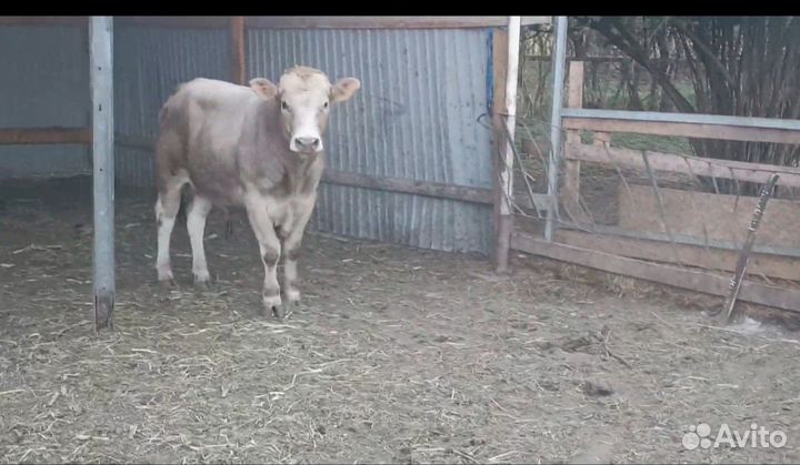 Быки на племя