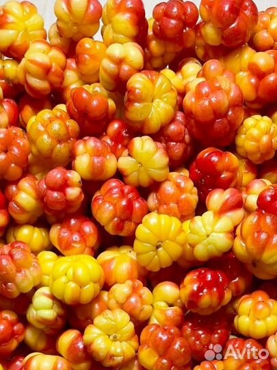 Тур в териберку