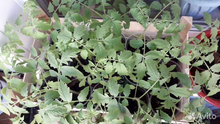 Рассада помидор