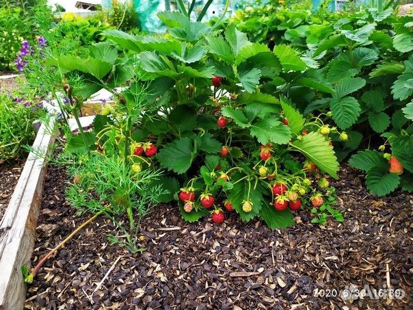 Мульча из лузги подсолнечника