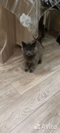 Британская кошка