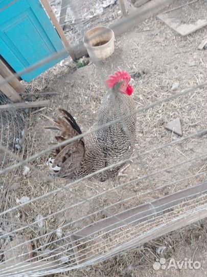 Петухи домашние и брама