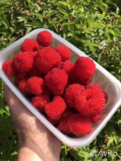 Тибетская малина