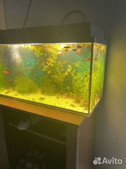 Аквариум с тумбой 160 литров