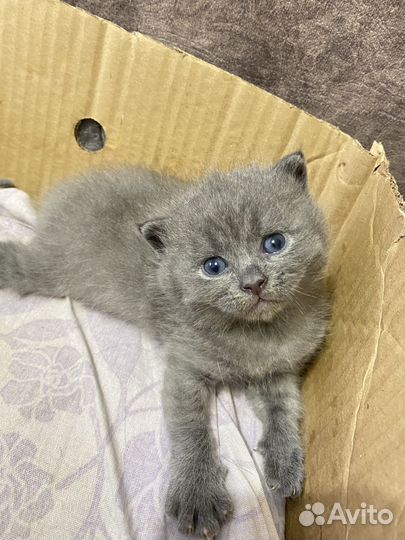 Британские котята