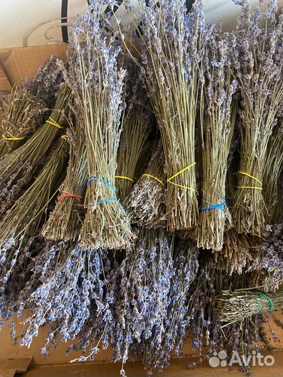 Лаванда в пучках, срез 2023 г