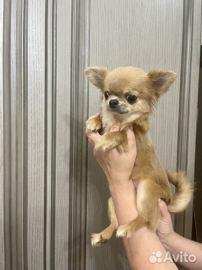 Щенки Чихуахуа