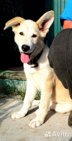 Щенок в добрые руки