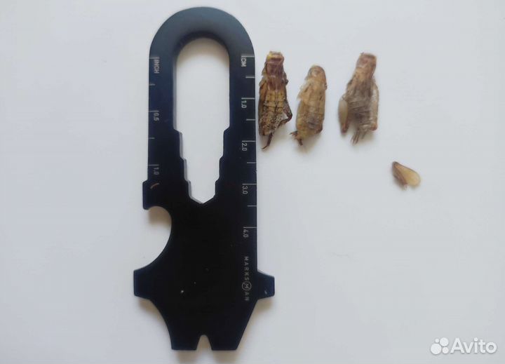 Сверчки домовые (предимаго) Заморозка