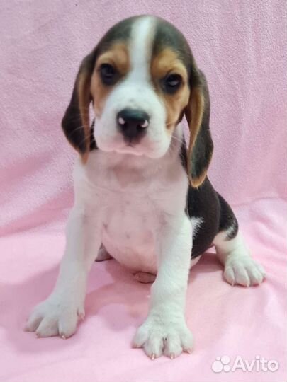Бигль трехцветные мальчики и девочки