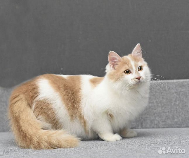 Два котенка ищут дом