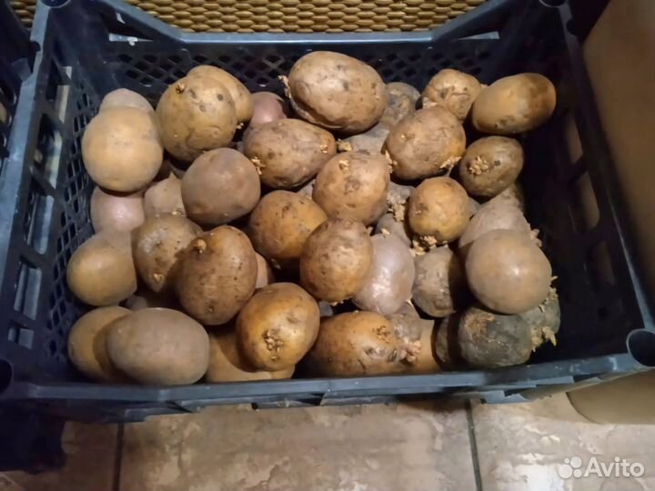 Семенной картофель