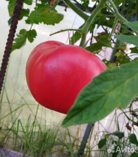 Семена помидоров розовый крупный