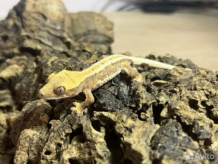 Реснитчатый бананоед малыши Lily White