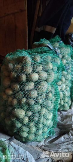 Картофель 12л