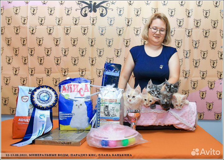 Мейн кун элитные котята с родословной