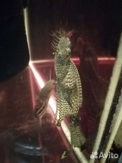 Сомы вуалевый,простой чистильщики разные, прайс