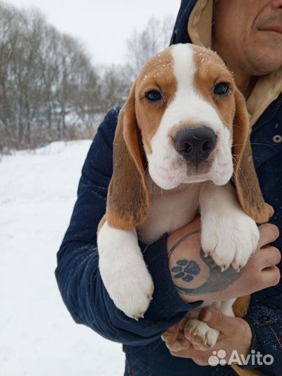 Бигль щенки