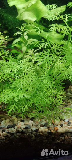 Индийский папоротник, папоротник Болбитис