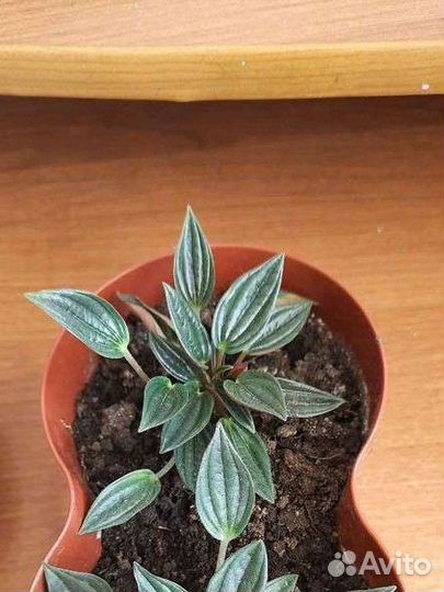 Цветок пеперомия