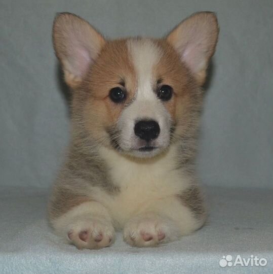 Щенки корги