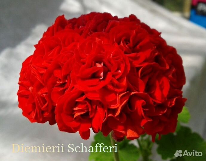 Пеларгония герань розебудная