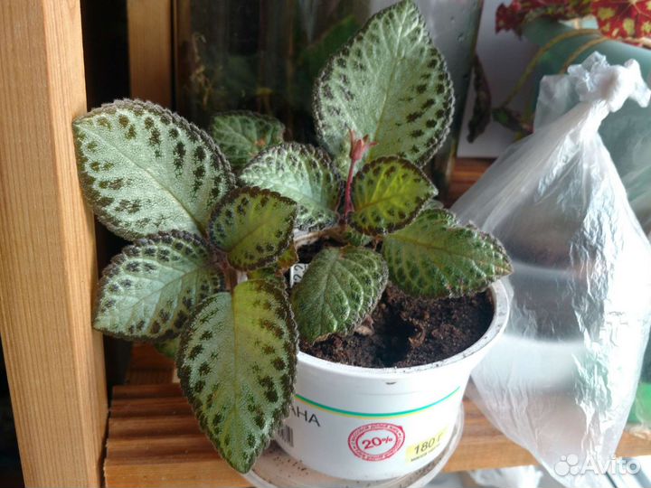 Эписции, корелия 50 р