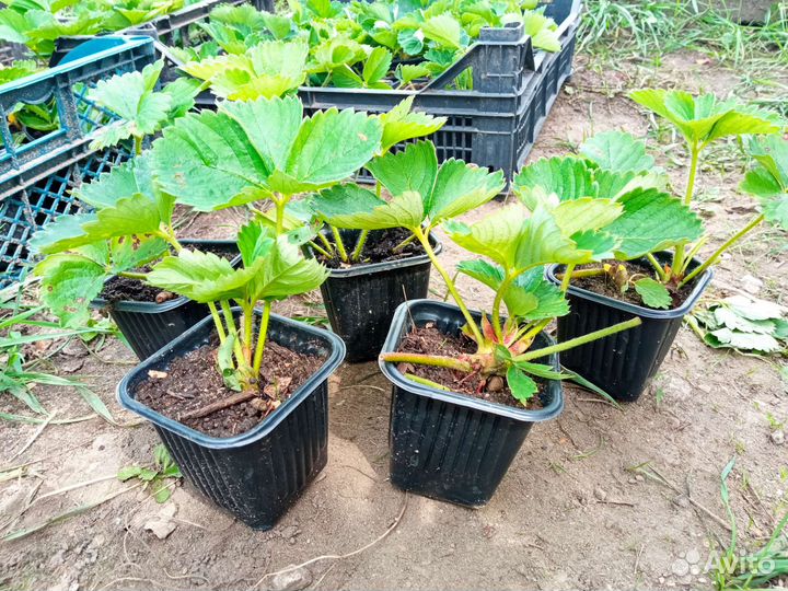 Рассада клубники