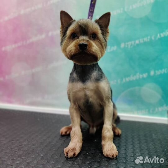 Стрижка собак и кошек