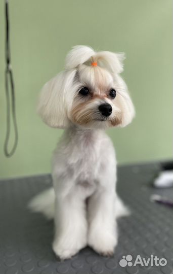 Стрижка собак и кошек. Груминг