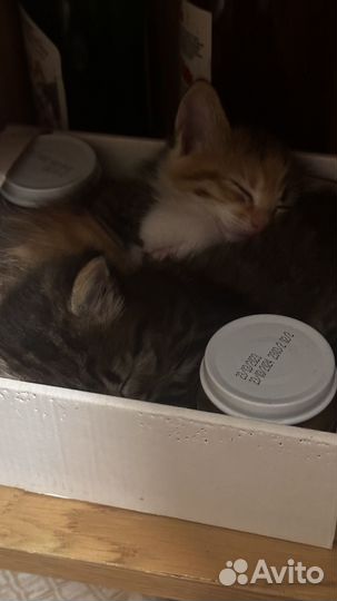 Отдам в добрые ручки детенышей