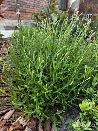 Лаванда узколистная зимостойкая