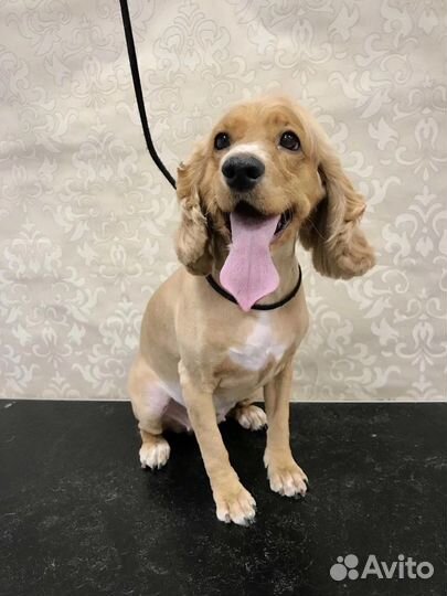 Грумер Стрижка собак и кошек Рыбацкое