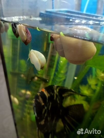 Ампулярии улитки