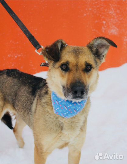 Спаси Лакки